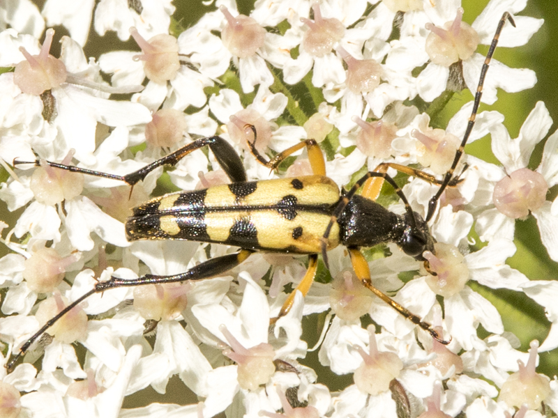 Rutpela maculata